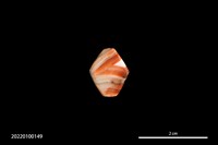 藏品(瑪瑙珠)的圖片